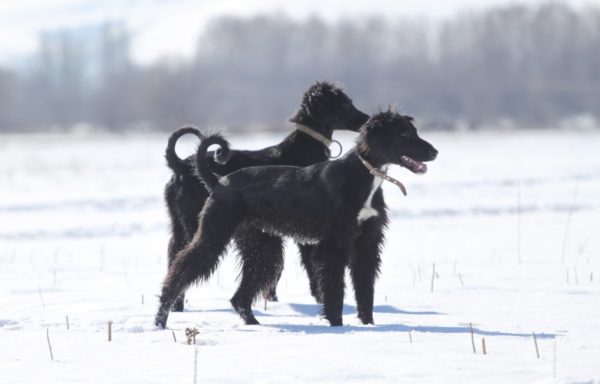 Taigan dog in winter