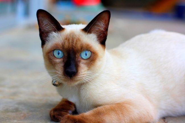 The Thai cat is a real beauty with an amazing color and expressive blue eyes. Behind the attractive appearance is a sensitive and curious animal, passionately loving its master