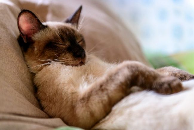 The Thai cat is an active animal. It needs a little time to sleep, so you rarely find Thais in this occupation.