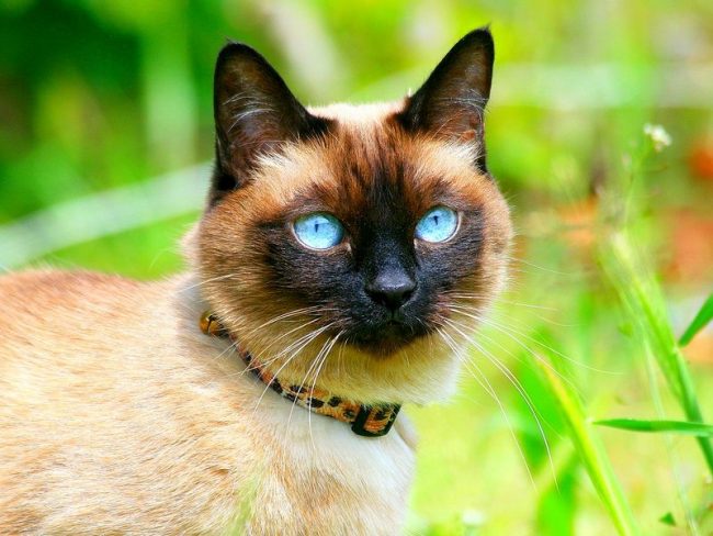 Thai cat is not only one of the healthiest breeds, these animals are long-livers and often live to a very advanced age - 20 - 28 years old
