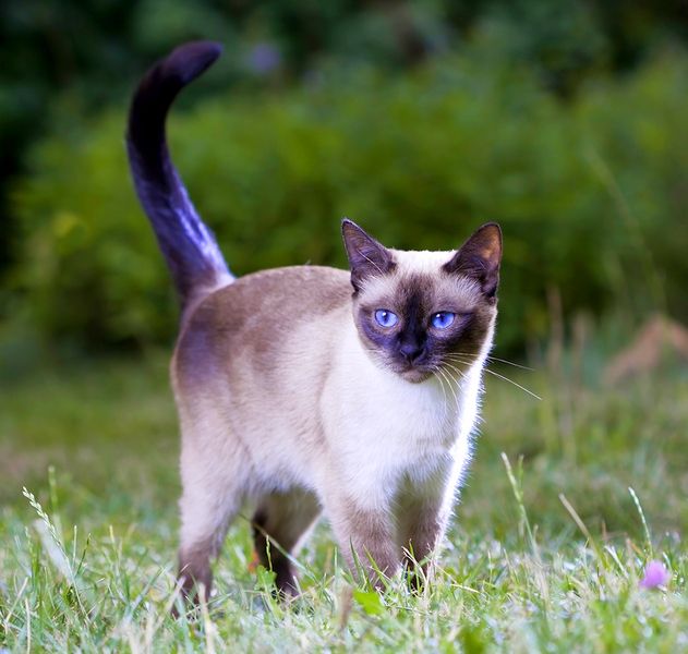 The Thai cat was bred from the Siamese breed. However, they have obvious differences: Thais, in comparison with the Siamese, are more rounded, compact, have small ears