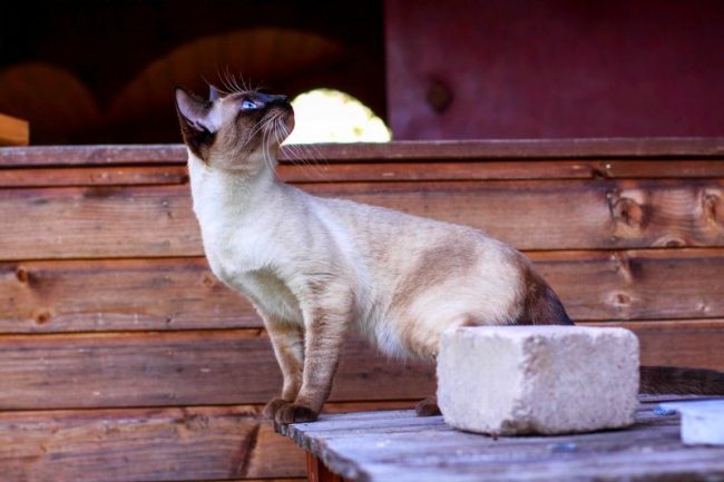 The Thai cat is smart and smart, can be trained and can memorize commands