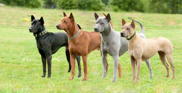 Thai ridgeback read the article