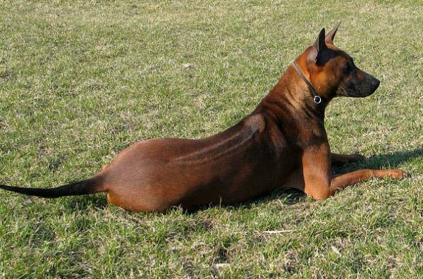 Thai ridgeback lies