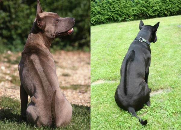 Thai ridgeback photo