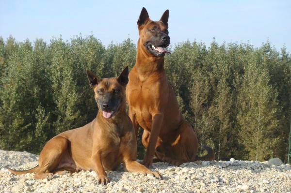 Thai Ridgeback is a beautiful breed