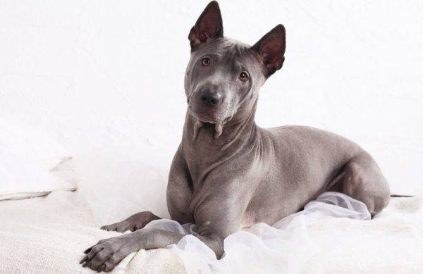Thai ridgeback on a white background