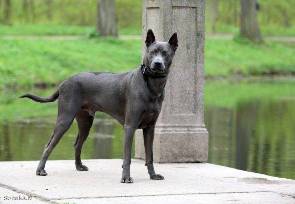 Thai Ridgeback breed description