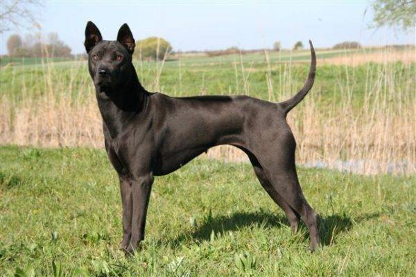 Thai Ridgeback Black