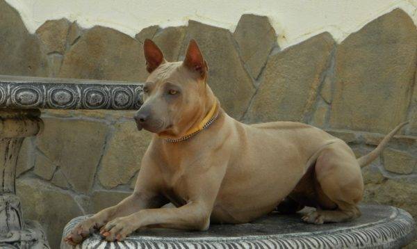Thai ridgeback deer