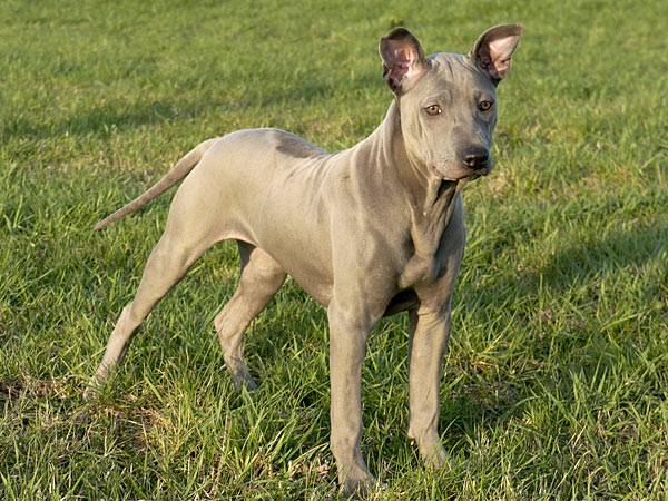 Thai ridgeback is worth it