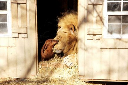 Lion and the little dachshund