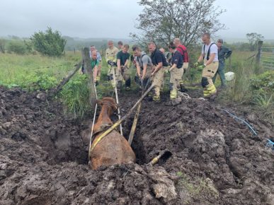 Cow Rescue