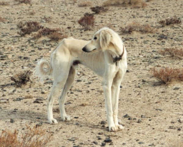 Basins (breed of dogs) read the article