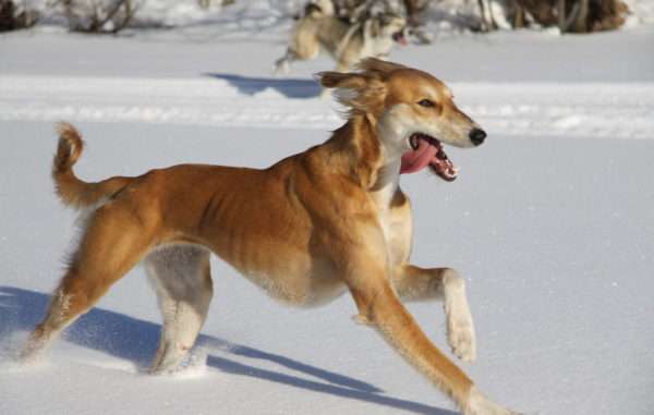 Tazy (dog breed) beautiful photo