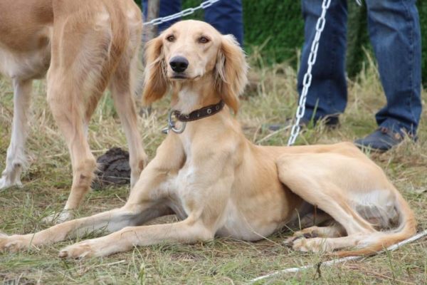 Tazy (dog breed) breed description
