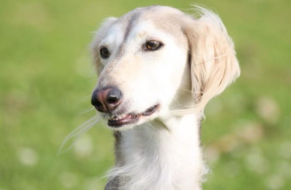 Tazy (breed of dogs) muzzle