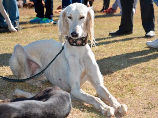 Tazy (breed of dogs) lies