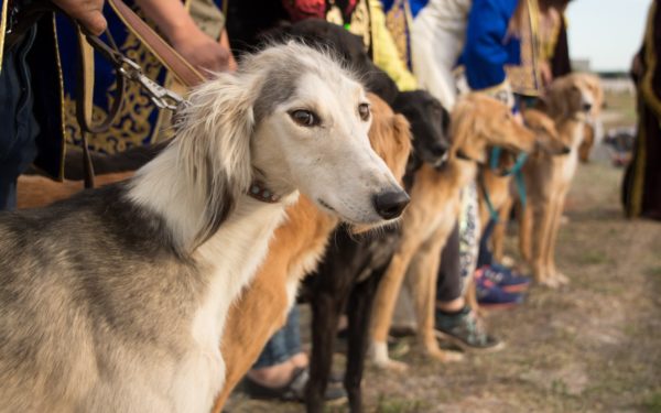 Basins (breed of dogs) in nature