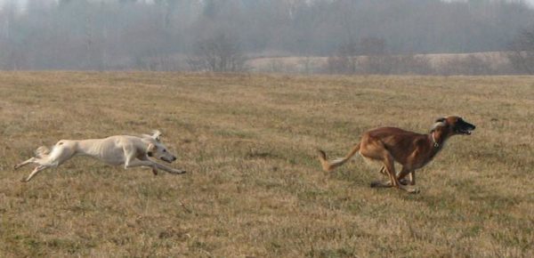 Tazy (dog breed) is running