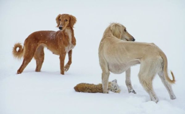 Tazy (breed of dogs) in winter