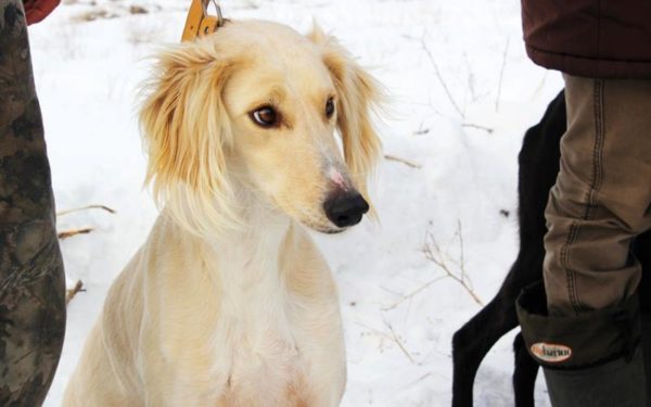 Tazy (dog breed) sits