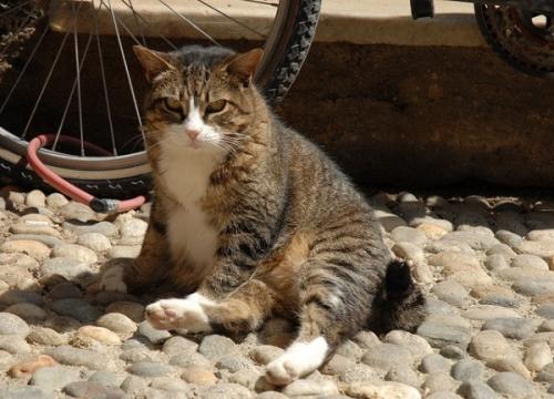 Heat stroke in cats - symptoms, treatment and prophylaxis.