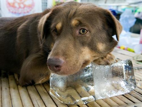 Heat stroke in dogs - symptoms of overheating and first aid