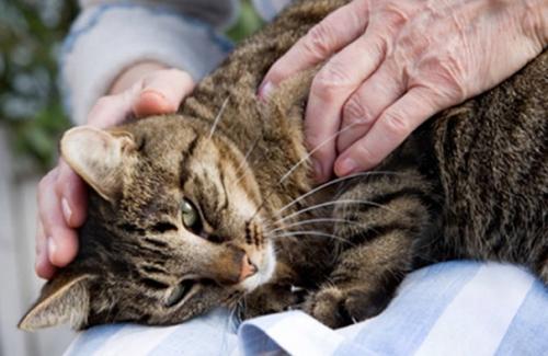 Therapeutic massage for cats