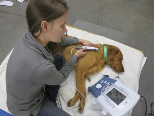 Therapeutic ultrasound for animals