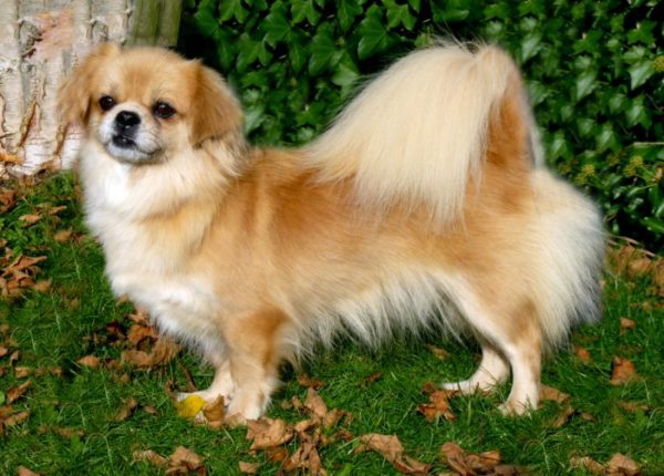 Tibetan Spaniel in nature