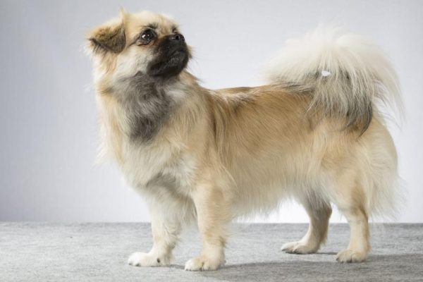 Tibetan Spaniel breed description