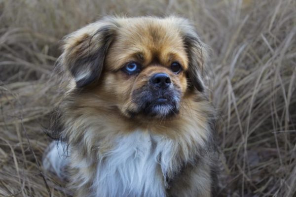 Tibetan Spaniel Muzzle