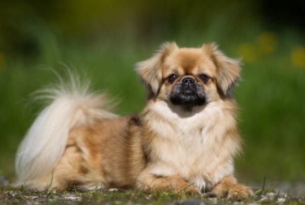 Tibetan Spaniel is resting