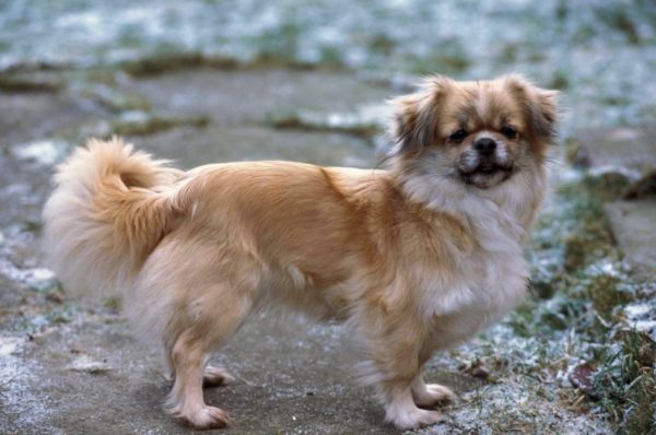 Tibetan Spaniel is watching