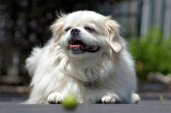 Tibetan Spaniel Lies