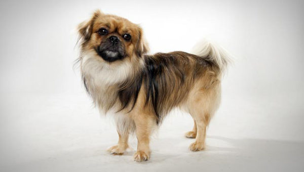 Tibetan Spaniel on a white background