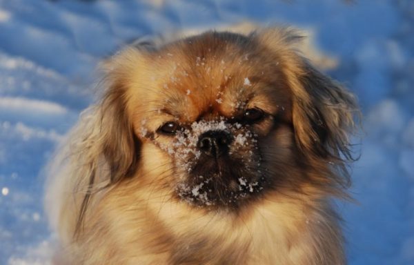 Tibetan Spaniel in the snow