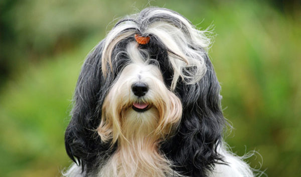 Tibetan Terrier muzzle