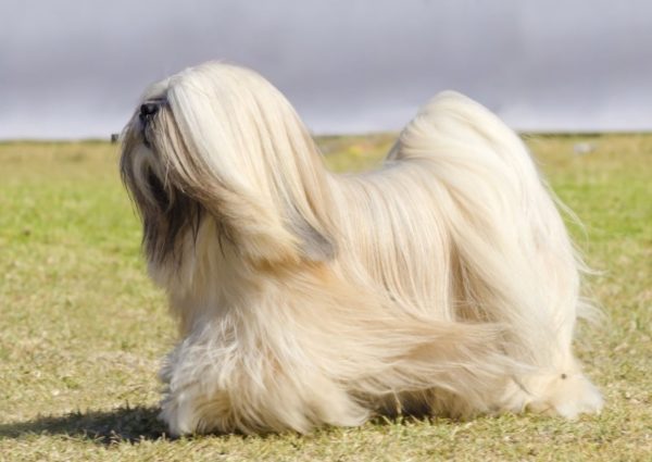 Tibetan Terrier breed description