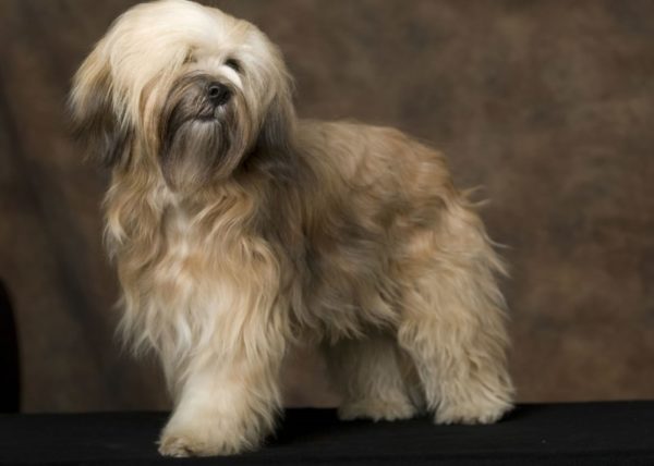 Beautiful Tibetan Terrier