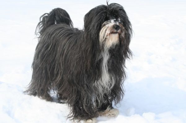 Tibetan Terrier in winter