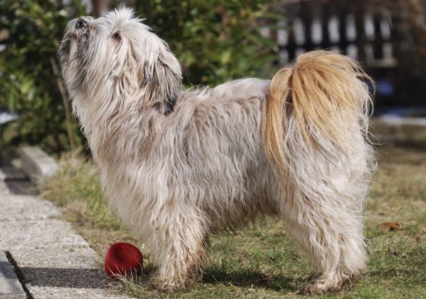 Tibetan Terrier is watching