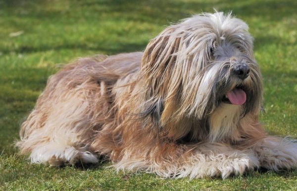 Tibetan Terrier in nature