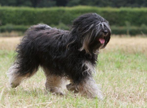 Tibetan Terrier is running