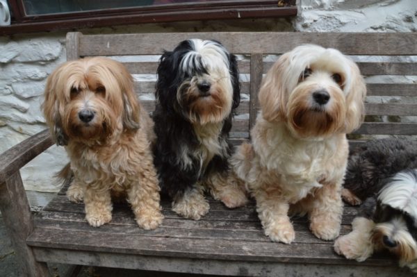 Tibetan Terrier Trio