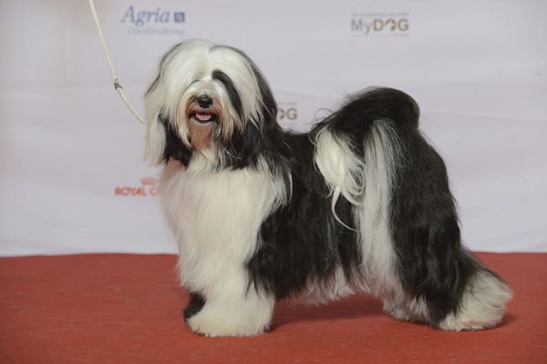 Tibetan Terrier is standing