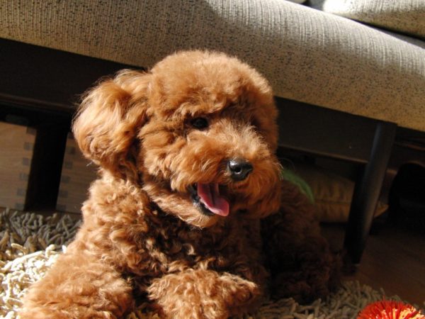 That poodle read the article