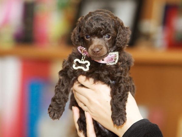That Poodle Puppy