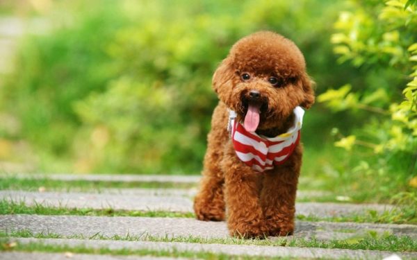 Toy Poodle Breed Description